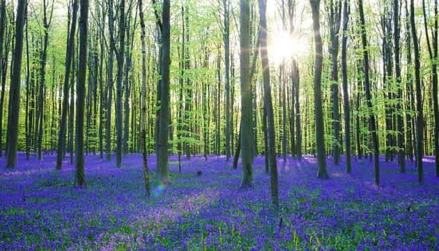 foresta-blu