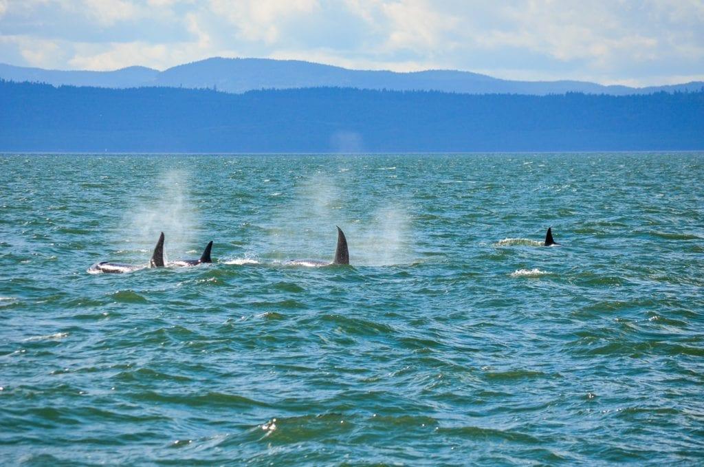 whale watching vancouver